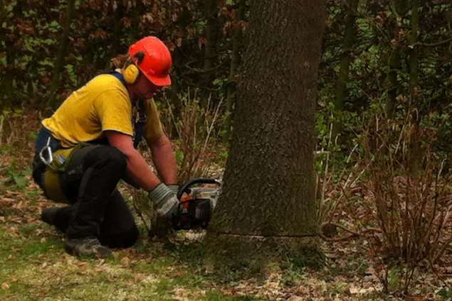 eikenboom boven de grond afzagen en opruimen met klimtuig en klimlijn Helvoirt Drunen Wijk en Aalburg Rotterdam Dordrecht Baarn Vlaardingen